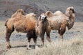 Herd of Bactrian Royalty Free Stock Photo