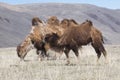 Herd of Bactrian Royalty Free Stock Photo