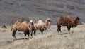 Herd of Bactrian Royalty Free Stock Photo