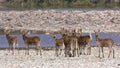 Herd of barasingha (Rucervus duvaucelii) in the riverbank, at Bardia national park, Nepal Royalty Free Stock Photo