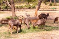 Herd of Barasingha or Swamp Deer grazing. Indian wildlife animal Royalty Free Stock Photo