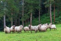 Herd of Basque breed sheep (Ovis aries), lacha. Group concept
