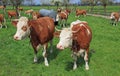 Herd of bavarian milkers in a fruit orchard Royalty Free Stock Photo