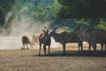 A herd of beautiful big eastern bongo antelopes, extremely rare animal grazing in the reserve in a safari Royalty Free Stock Photo