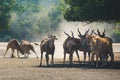 A herd of beautiful big eastern bongo antelopes