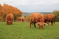 Herd of beautiful highland cows