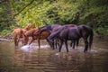 A herd of beautiful horses drinking water from river Gradac Royalty Free Stock Photo