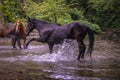 A herd of beautiful horses drinking water from river Gradac in Valjevo Royalty Free Stock Photo
