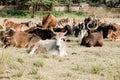 Herd of beautiful Indian sacred humpback zebu cows graze and rest in a meadow Royalty Free Stock Photo