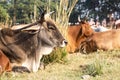 Herd of beautiful Indian sacred humpback zebu cows graze and rest in a meadow