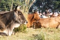 Herd of beautiful Indian sacred humpback zebu cows graze and rest in a meadow