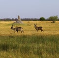 Herd of Beautiful Male Waterbuck