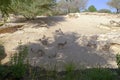 Herd of beautiful sand Arabian gazelles among old desert trees on a stoned hill in UAE