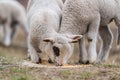 Herd of sheep on pasture Royalty Free Stock Photo