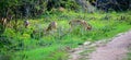 Herd of beautiful Sri Lankan axis deers grazing fresh grass at Udawalawe forest in the evening, Sri Lankan axis deer is also