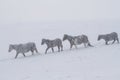 A herd of beautiful stately horses covered with snow and frosts walk along deep snowdrifts during a strong fog.