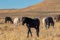 Wild Horses in the Utah desert Royalty Free Stock Photo