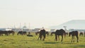 Herd of beautiful wild yilki gorgeous horses stand in meadow field in central anatolia