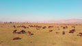 Herd of beautiful wild yilki gorgeous horses stand in meadow field