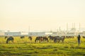 Herd of beautiful wild yilki gorgeous horses stand in meadow field in central anatolia Keyseri