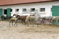 Herd of arabian horses at Mangalia stud farm, Romania Royalty Free Stock Photo