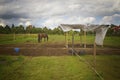 Herd of beautiful young horses graze outside in the paddock Royalty Free Stock Photo