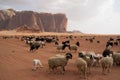 Herd of Bedouin sheep in the desert Royalty Free Stock Photo