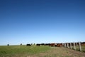 Herd of cattle in a flat pasture with fence Royalty Free Stock Photo