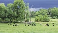 Herd of beef cattle grazing under threatening sky Royalty Free Stock Photo