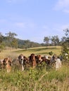 Herd of beef cattle in pasture Royalty Free Stock Photo