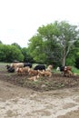 A herd of cattle relaxing. Royalty Free Stock Photo