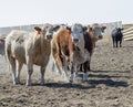 Beef Cattle in a Stockyard