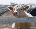 Beef Cattle in a Stockyard