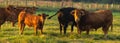 Herd of beef cattle on a summer pasture Royalty Free Stock Photo