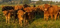 Herd of beef cattle on a summer pasture Royalty Free Stock Photo