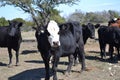 Herd Beef Cows in Pasture Royalty Free Stock Photo