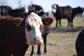 Herd Beef Cows in Pasture Royalty Free Stock Photo