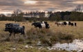 A herd of Belted Galloway cattle moving through a field at sunset in winter Royalty Free Stock Photo