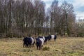 A herd of Belted Galloway cattle moving through a field at sunset in winter Royalty Free Stock Photo