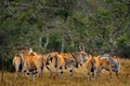 Herd of big antelopes, Lake Mburo NP, Uganda in Africa. Eland anthelope, Taurotragus oryx, big brown African mammal in nature