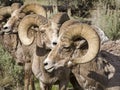Big Horn Sheep Bighorn rams horn wildlife wild animal Royalty Free Stock Photo