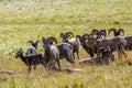 Big horn sheep, Sheep river Provinciall Park, Alberta, Canada Royalty Free Stock Photo