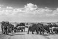 Herd of big wild elephants crossing dirt roadi in Amboseli national park, Kenya. Royalty Free Stock Photo