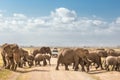 Herd of big wild elephants crossing dirt roadi in Amboseli national park, Kenya. Royalty Free Stock Photo