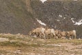 Herd of Bighorn Sheep Ewes Royalty Free Stock Photo