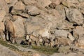 Herd of Bighorn Sheep Ewes and Lambs Royalty Free Stock Photo