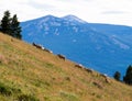 Herd of American bighorn sheep grazing on a mountain slope