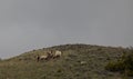 Herd of Bighorn Sheep Rams in Montana