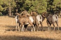 Herd of Bighorn Sheep Rams Rutting Royalty Free Stock Photo