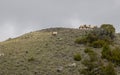 Herd of Bighorn Sheep Rams in Yellowstone National Park